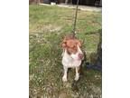 Adopt Hershey a American Pit Bull Terrier / Mixed dog in Sylvania, GA (39885457)