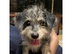 Adopt PEPE (Mexico) yo, bonded w/ LAYLA a Poodle (Miniature) / Jack Russell