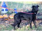 Adopt Blackie a Black - with White Labrador Retriever / Mixed dog in Marietta