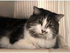 Adopt Frisbee a Domestic Mediumhair / Mixed (short coat) cat in Grand Junction