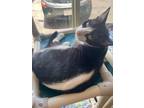 Adopt Stripe (Bolt) a Domestic Shorthair / Mixed (short coat) cat in Grand