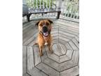 Adopt Boyd a Mixed Breed (Medium) / Mixed dog in Ocala, FL (39405694)