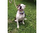 Adopt Big Mama a White Terrier (Unknown Type, Small) / Mixed dog in Terre Haute