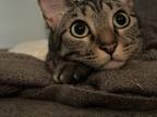 Adopt Dewey a Brown Tabby American Shorthair / Mixed (medium coat) cat in Lake