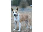 Adopt Amanda - Adoptable a Carolina Dog / Mixed Breed (Medium) / Mixed dog in