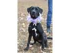 Adopt Bailey - Adoptable a Labrador Retriever / Mixed Breed (Medium) / Mixed dog