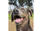 Adopt Hugo a Gray/Blue/Silver/Salt & Pepper Mixed Breed (Large) / Mixed dog in