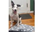 Adopt Chase a White - with Gray or Silver Mixed Breed (Medium) / Mixed dog in