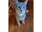 Adopt Tot a Gray, Blue or Silver Tabby Domestic Shorthair (short coat) cat in