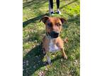 Adopt Dally a Brown/Chocolate - with White Boxer / Cattle Dog / Mixed dog in