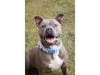 Adopt Blue a Gray/Blue/Silver/Salt & Pepper Terrier (Unknown Type