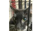 Adopt Silky a All Black Domestic Shorthair / Domestic Shorthair / Mixed cat in