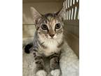 Adopt Jill a Gray, Blue or Silver Tabby Domestic Shorthair / Mixed (short coat)