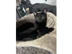 Adopt Tint a All Black Domestic Shorthair / Domestic Shorthair / Mixed cat in