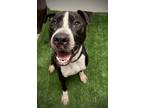 Adopt Tambi a Black American Pit Bull Terrier / Mixed dog in Daytona Beach