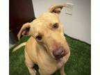 Adopt China a Tan/Yellow/Fawn American Pit Bull Terrier / Mixed dog in Daytona