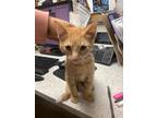 Adopt k2 a Orange or Red Domestic Mediumhair / Domestic Shorthair / Mixed cat in