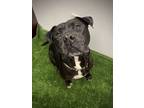 Adopt Tyson a Black Mastiff / Mixed dog in Daytona Beach, FL (39549236)