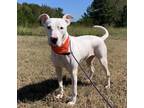 Adopt BULLET a White American Pit Bull Terrier / Mixed dog in Kimball