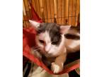 Adopt Cricket a Gray or Blue (Mostly) Domestic Shorthair (short coat) cat in