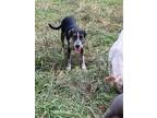 Adopt Jack a Tricolor (Tan/Brown & Black & White) Hound (Unknown Type) /