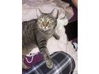 Adopt GRACIE a Brown Tabby Domestic Shorthair / Mixed (medium coat) cat in Lake