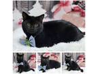 Adopt Ethan a Black (Mostly) Domestic Mediumhair (medium coat) cat in Lexington