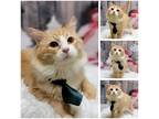 Adopt Pesto a Orange or Red Tabby Domestic Longhair (long coat) cat in
