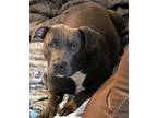 Adopt Hannibal a Gray/Silver/Salt & Pepper - with White American Staffordshire