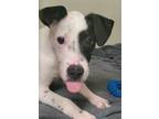 Adopt Milo a Black American Pit Bull Terrier / Mixed dog in Fort Worth