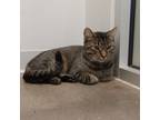 Adopt Stallone a Brown or Chocolate Domestic Shorthair / Domestic Shorthair /