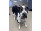 Adopt Chevin - IN FOSTER a Black Mixed Breed (Small) / Mixed Breed (Medium) /