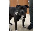 Adopt Buster a Black American Pit Bull Terrier / Mixed Breed (Medium) / Mixed
