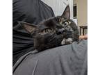 Adopt Quinn a Tortoiseshell Domestic Shorthair / Mixed (short coat) cat in