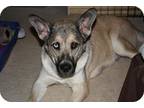 Adopt Mama a Tan/Yellow/Fawn - with Black Husky / German Shepherd Dog / Mixed