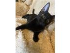 Adopt Betty a All Black Domestic Shorthair (short coat) cat in Morris