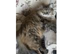 Adopt Mama a Brown or Chocolate Siberian (medium coat) cat in Morris