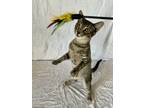 Adopt Greyson a Gray, Blue or Silver Tabby Tabby (short coat) cat in Morris