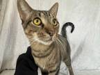 Adopt Theo a Gray, Blue or Silver Tabby Tabby (short coat) cat in Morris
