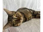 Adopt Mad Max a Gray, Blue or Silver Tabby Tabby (short coat) cat in Morris