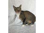 Adopt Livia a Gray, Blue or Silver Tabby Tabby (short coat) cat in Morris
