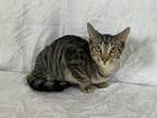 Adopt Rocky Balboa a Gray, Blue or Silver Tabby Tabby (short coat) cat in