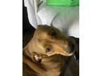 Adopt Leo a Tricolor (Tan/Brown & Black & White) Black Mouth Cur / Mixed dog in