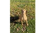 Adopt Peaches a Tan/Yellow/Fawn - with White Black Mouth Cur / Mixed dog in