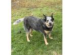 Adopt Lexi a Black - with Gray or Silver Australian Cattle Dog / Mixed dog in