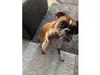 Adopt Charlie Boxer a Tan/Yellow/Fawn - with Black Boxer / Mixed dog in Morris