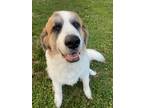 Adopt Roxie a White - with Tan, Yellow or Fawn Great Pyrenees / St.