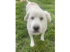 Adopt Sasha a White Great Pyrenees / Mixed dog in Morris, IL (39872937)