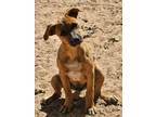 Adopt Etta a Labrador Retriever / Mixed dog in Midland, TX (39872243)