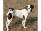 Adopt Rexy a Mixed Breed (Medium) / Mixed dog in Killen, AL (39850663)